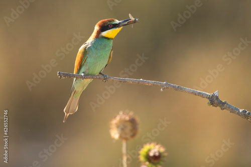 European bee-eater - Merops apiaster perched with insect in beak and with some plants in background. Photo from Ognyanovo in Dobruja, Bulgaria.