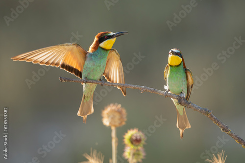 Two european bee-eaters - Merops apiaster perched with some plants in background. Photo from Ognyanovo in Dobruja, Bulgaria. photo