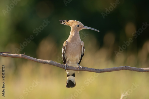 Eurasian hoopoe - Upupa epops perched at dark yellow background. Photo from Ognyanovo in Dobruja, Bulgaria.  photo