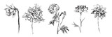 Vector handdrawn flower set, Flower drawing collection