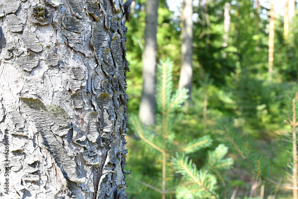 Obraz premium Spruce tree