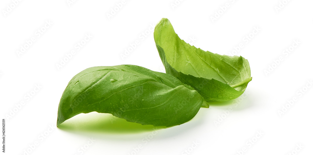 Basil leaves, isolated on white background. Basil leaves, isolated on white background.