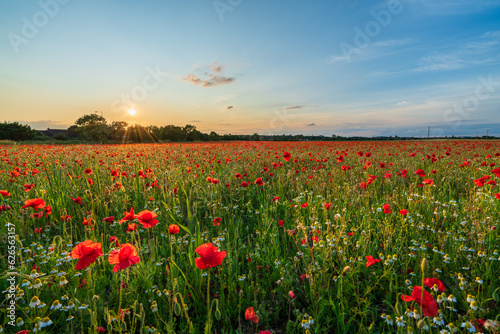 Fototapeta Naklejka Na Ścianę i Meble -  Landscape with nice sunset over poppy field 