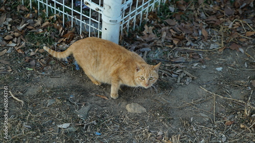 Wild yellow cat wary of people