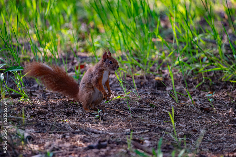 Eurasian red squirrel in the forest Eurasian red squirrel in the forest