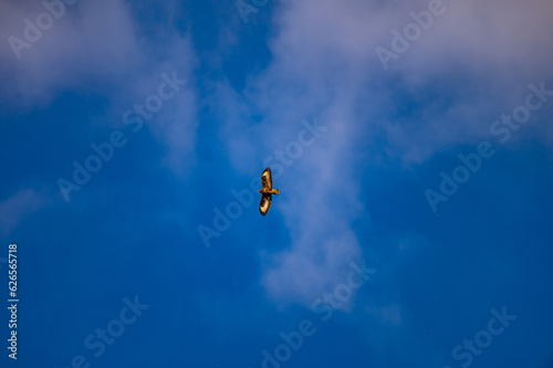 Common Buzzard Soaring in the Blue Sky