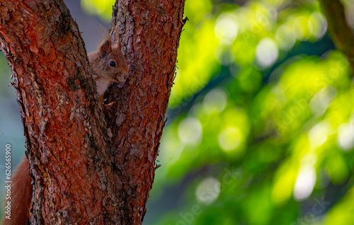 Eurasian red squirrel in the forest