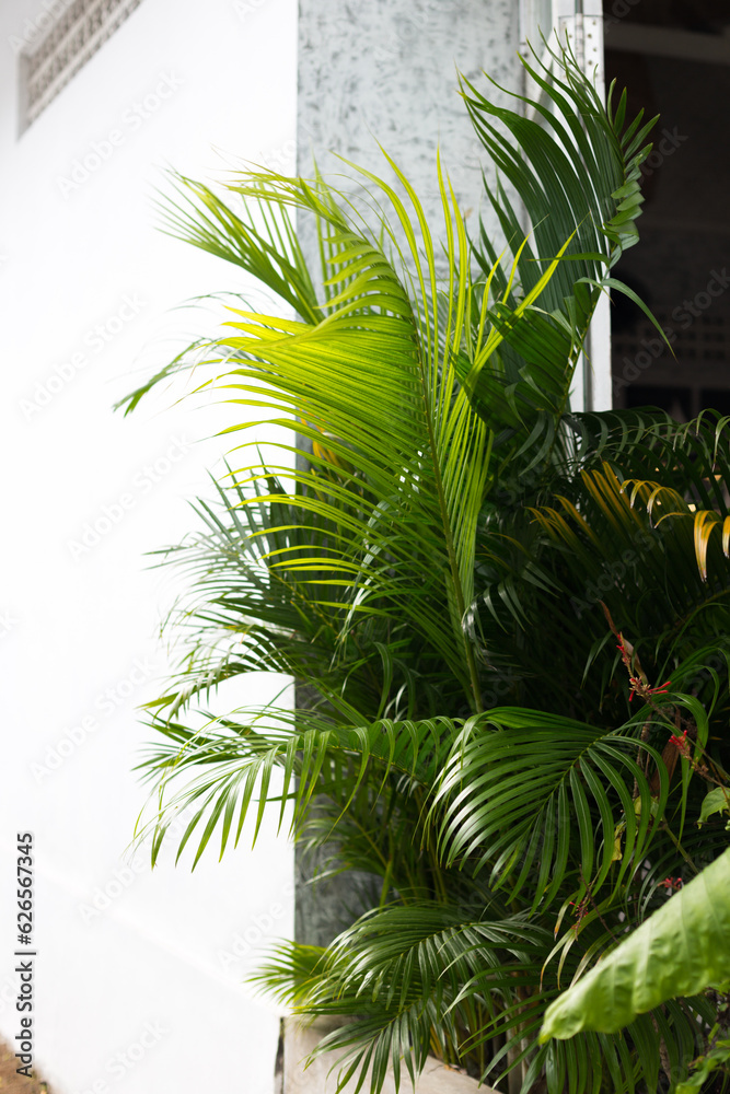 Fototapeta premium Green palm leaves on the background of a white concrete wall