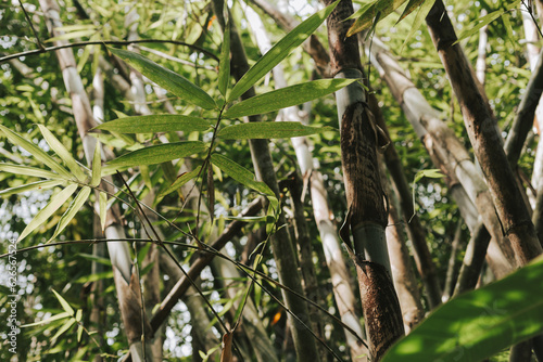 Green leaves of a tree in the forest