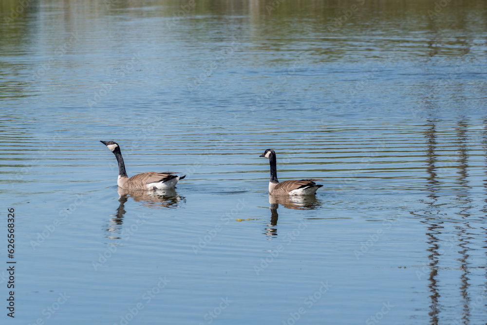 A Pair Of Canada Geese Swimming On The Pond In Spring A Pair Of Canada Geese Swimming On The Pond In Spring