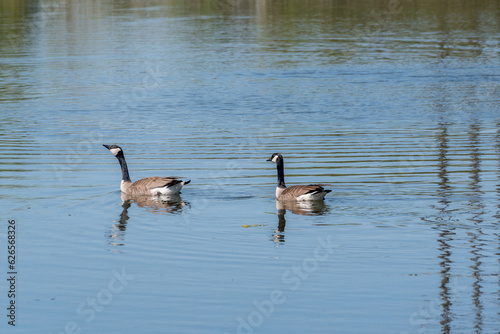 A Pair Of Canada Geese Swimming On The Pond In Spring