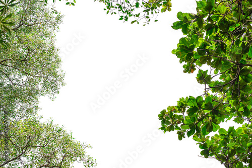 leaf frame on white background © Songwut Pinyo