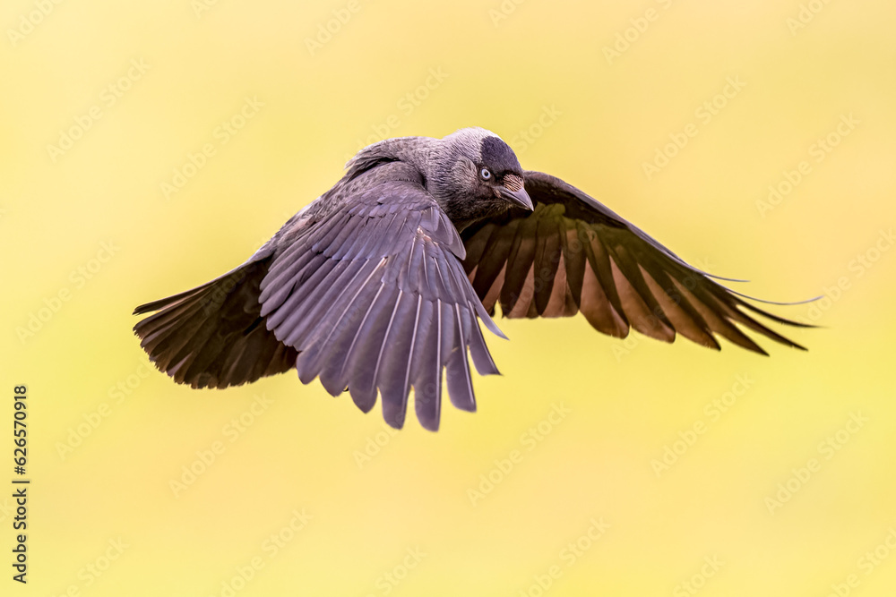 Naklejka premium Western Jackdaw flying on bright background
