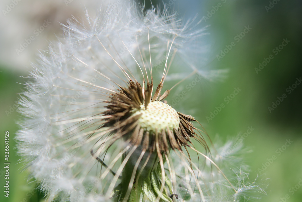 Pusteblume auf der Wiese.