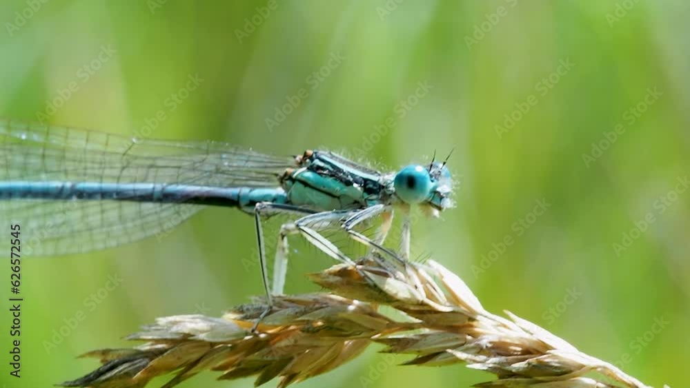 Beautiful blue hairy dragonfly on a blade of grass in a field, extreme close-up