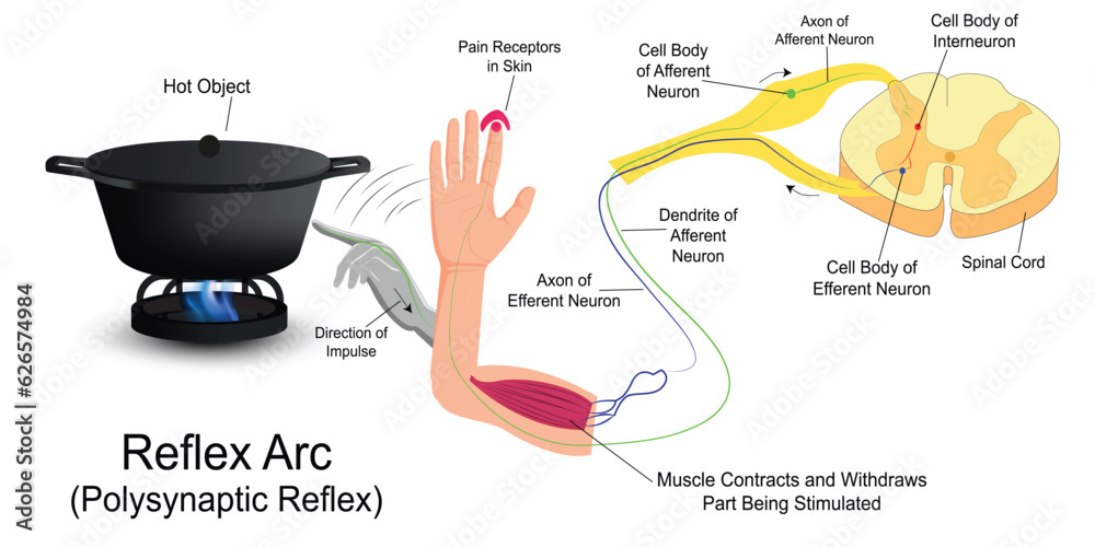 Reflex Arc infographic diagram with example.Human hand touching hot