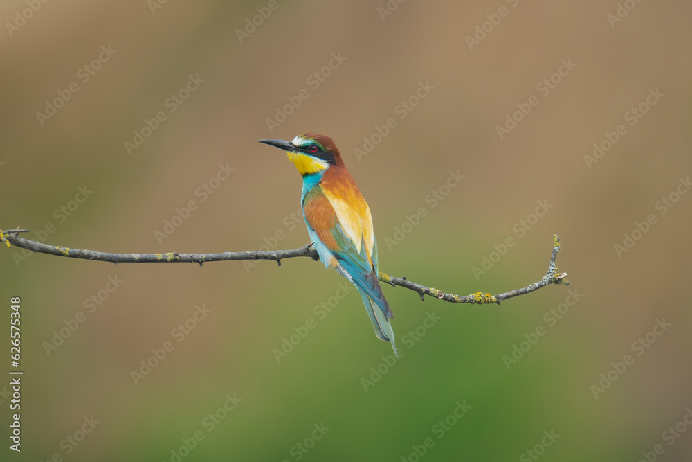 European bee-eater - Merops apiaster perched at light brown background. Photo from Ognyanovo in Dobruja, Bulgaria. European bee-eater - Merops apiaster perched at light brown background. Photo from Ognyanovo in Dobruja, Bulgaria.