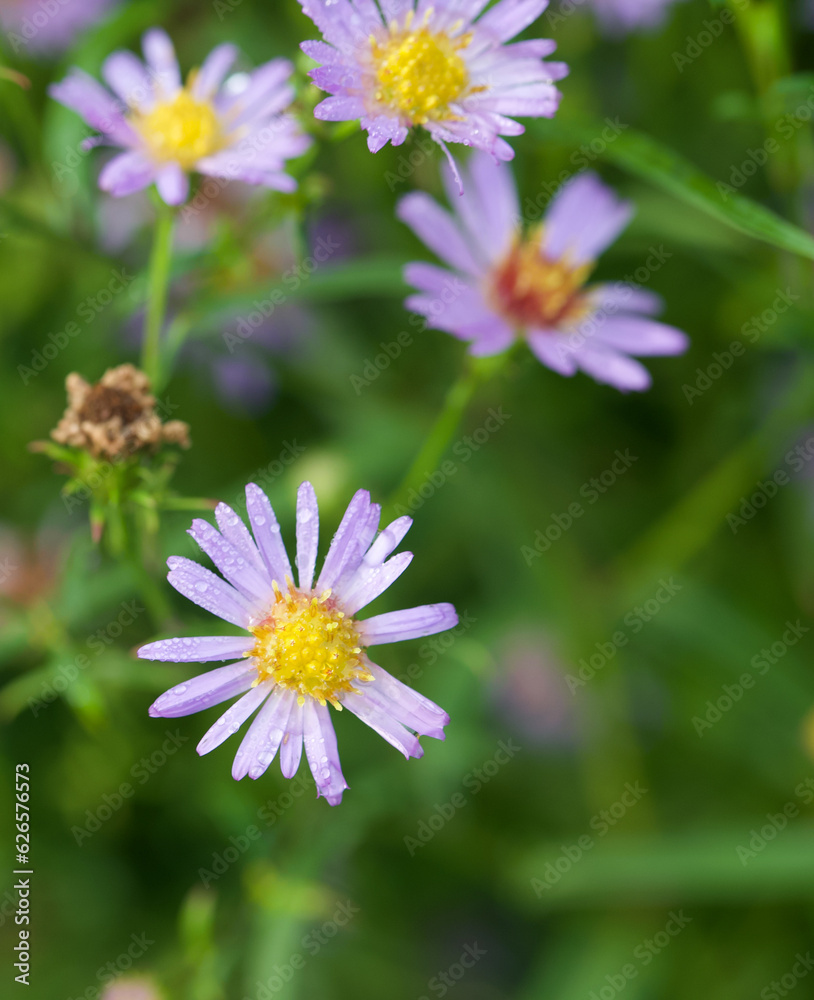 Beautiful close-up of a symphyotrichum foliaceum flower Beautiful close-up of a symphyotrichum foliaceum flower