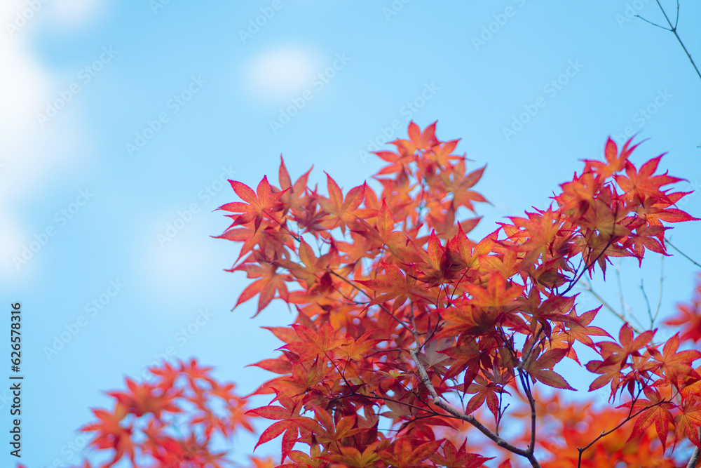 京都の寺の夏の紅葉