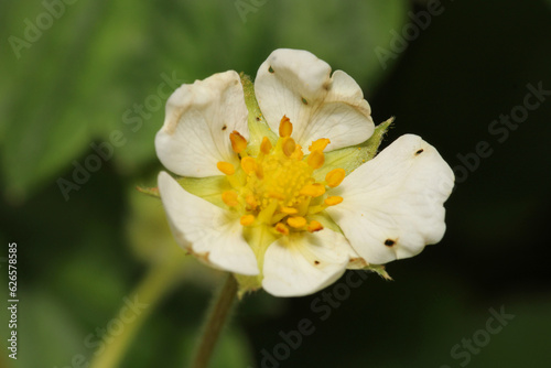 natural tea plant white blossom macro photo