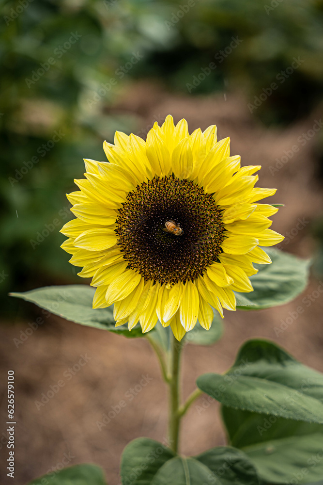 A buzzing bee delicately collects nectar from the heart of a vibrant sunflower, indulging in the sweet floral reward. Bee on sunflower. Front view. A buzzing bee delicately collects nectar from the heart of a vibrant sunflower, indulging in the sweet floral reward. Bee on sunflower. Front view.