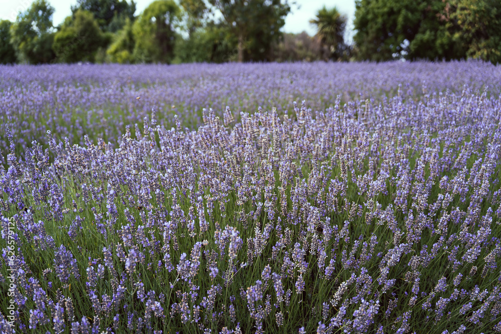A stunning purple lavender forest that captivates the senses. Wanaka Lavender Farm, New Zealand A stunning purple lavender forest that captivates the senses. Wanaka Lavender Farm, New Zealand
