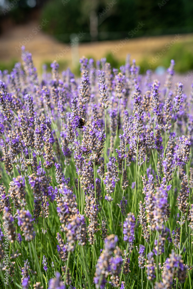 Naklejka premium A stunning purple lavender forest that captivates the senses. Wanaka Lavender Farm, New Zealand