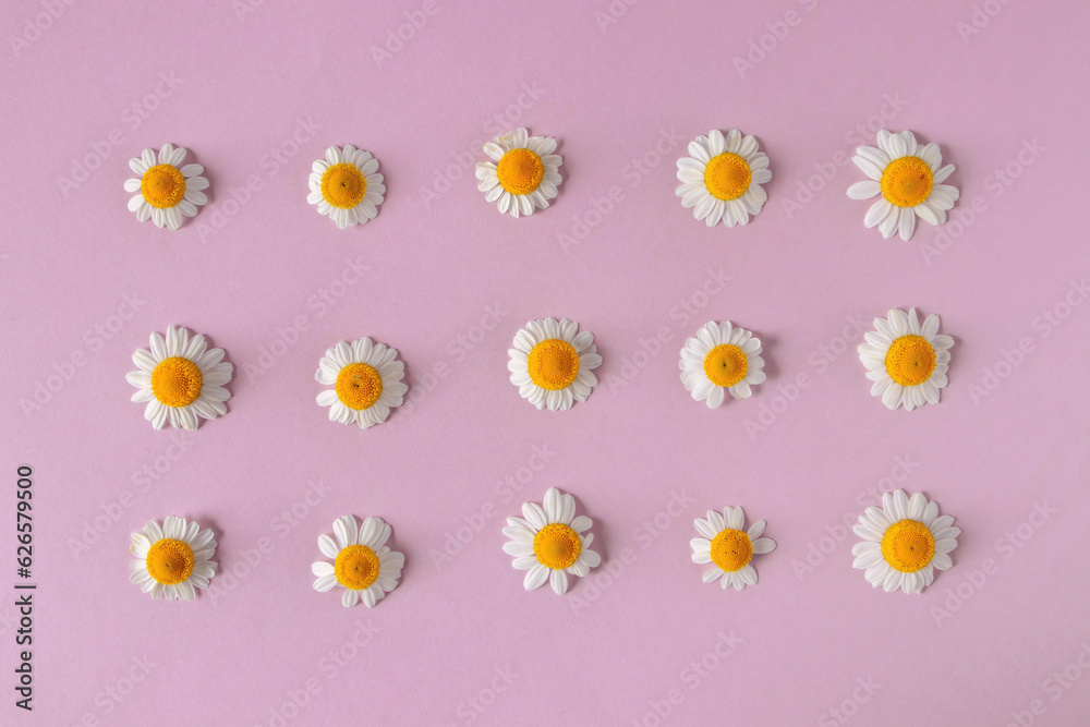 Obraz premium White daisy or chamomile flowers on the pale pink paper background