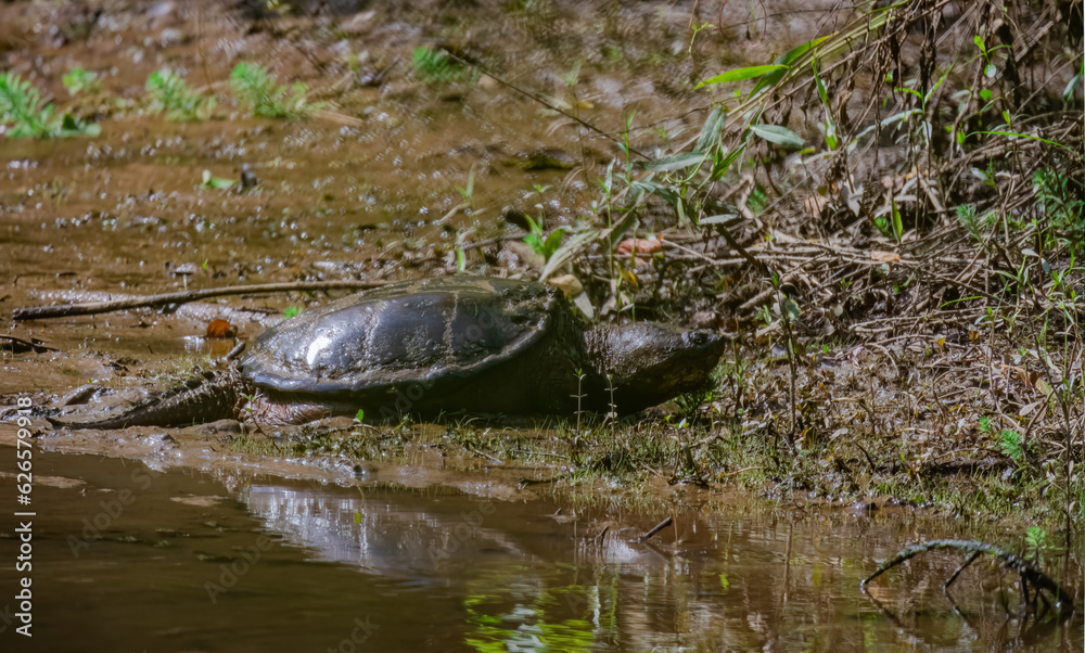 Giant Snapping Turtle swimming in the mud at a nature park in Roswell ...