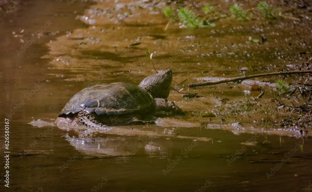 Fototapeta premium Giant Snapping Turtle swimming in the mud at a nature park in Roswell Georgia.
