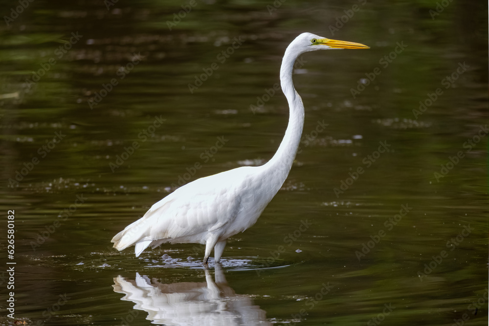 Great Egret fishing at a wetland pond in Roswell Georgia. Great Egret fishing at a wetland pond in Roswell Georgia.