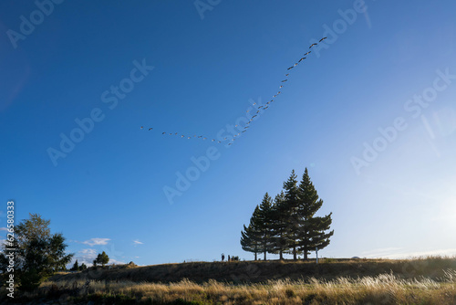 Flocks of birds flying in a V-shaped formation soar through the clear blue sky  passing over meadows and tall trees.