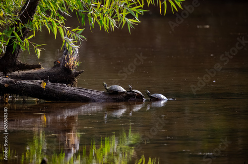 Mud turtles sitting on a log at a pond in Roswell Georgia nature park.