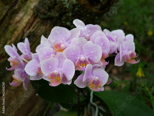 small pink phalaenopsis