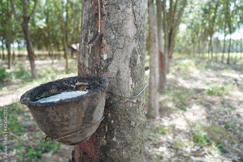 Rubber tapping, Tapping latex rubber tree, Rubber Latex extracted from rubber tree.
