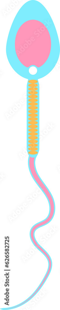 Sperm Morphology Head Defects No Acrosome Stock Illustration | Adobe Stock