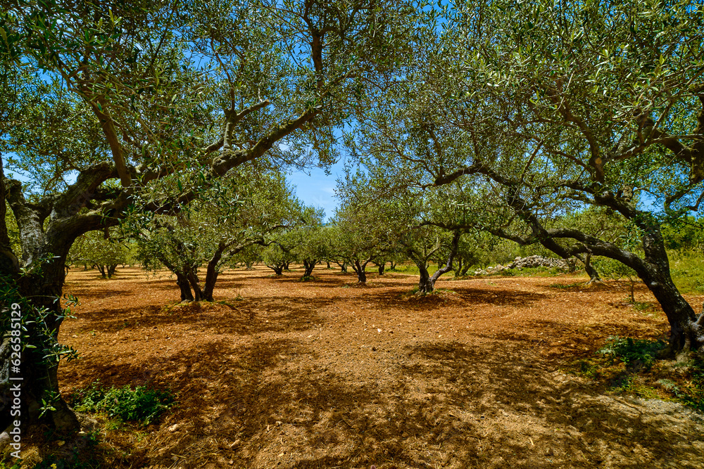 Old olive grove on the island of Greece, plantation of olive trees.