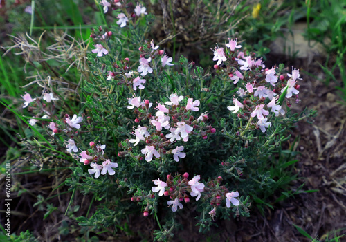 Thymus capitatus, flowering aromatic medicinal plant of the spanish mountains, photo