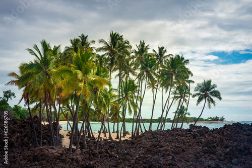 Palm tree bush on a lava field in hawaii photo