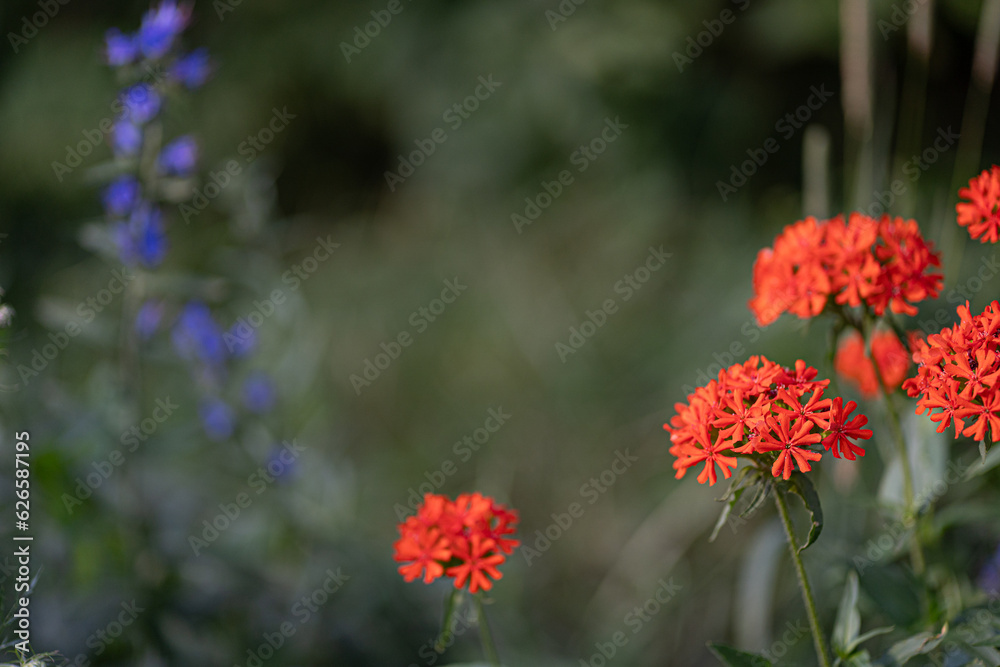 Wild red flower green in abstract style on green background