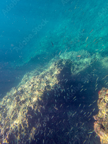 Vista subacquea del Plemmirio con pesci che nuotano nell'acqua