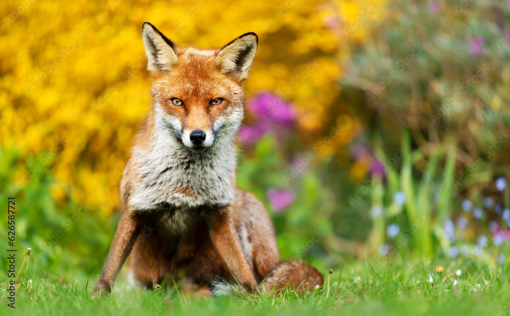 Fototapeta premium Red fox sitting on green grass with flowers at the background