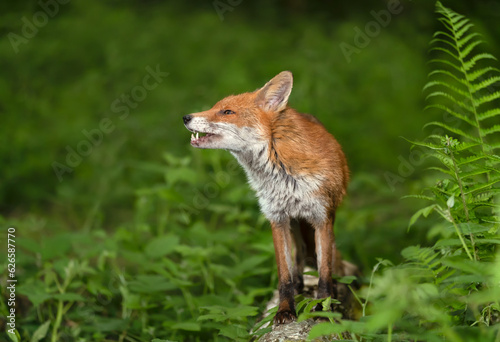 Red fox standing on a fallen tree in a forest