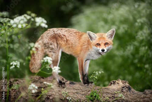 Red fox standing on a fallen tree in a forest
