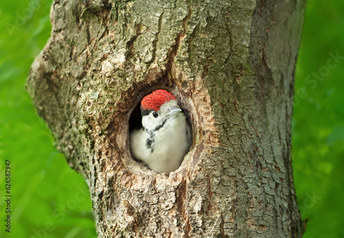 Great spotted woodpecker juvenile sitting in a tree hole in spring