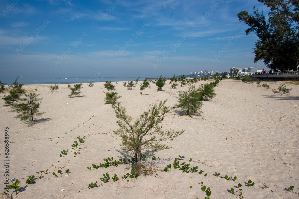 Restoration of casuarina seedlings on a beach affected by erosion problems