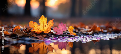 closeup of colorful autumnal fallen leaves on the floor  and blurred bokeh of autumnal landscape in the background