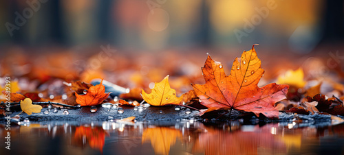 closeup of colorful autumnal fallen leaves on the floor, and blurred bokeh of autumnal landscape in the background