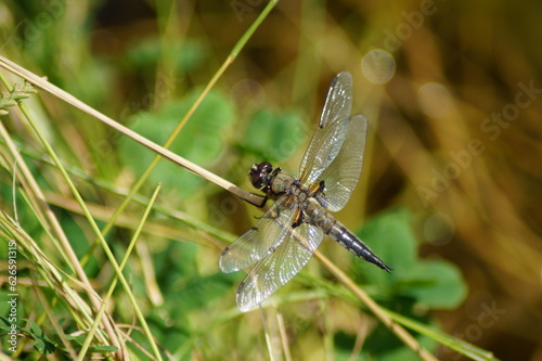 Four-spotted dragonfly Libellula quadrimaculata sunning itself on a blade of grass