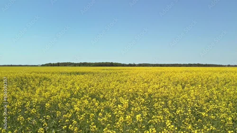 Large field of flowering rapeseed or Canola oilseed. Yellow flowers moving on the wind. Large field of flowering rapeseed or Canola oilseed. Yellow flowers moving on the wind.